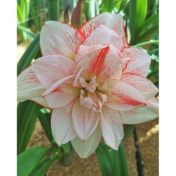 Амариллис Стрипед Амадеус 22/24 1 шт