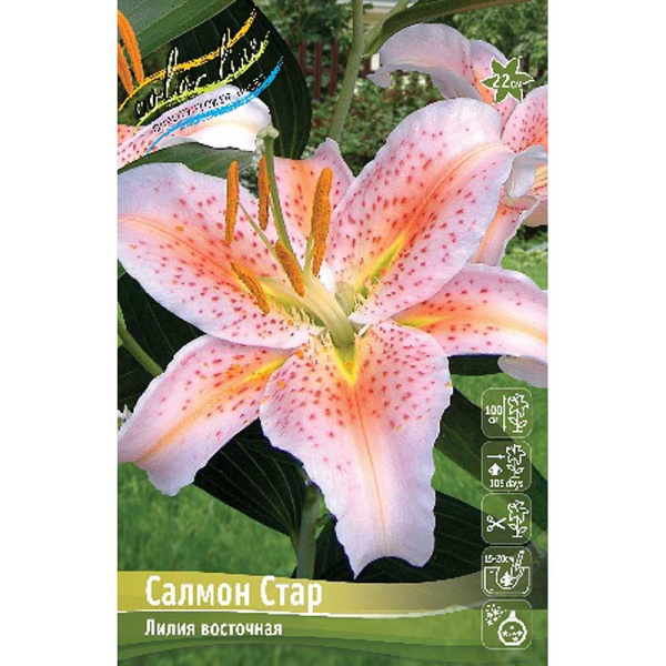 Лилия Салмон Стар 12/14 5 шт 
