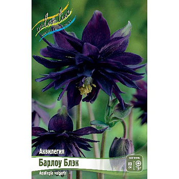 Аквилегия Барлоу Блэк I 2 шт