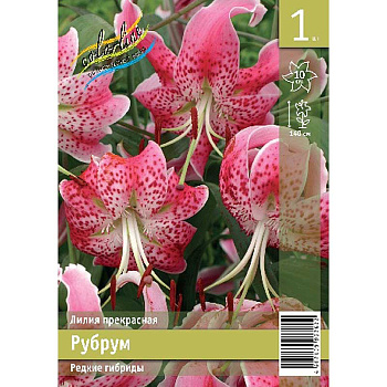 Лилия Сп. Рубрум 12/14 1 Эконом шт