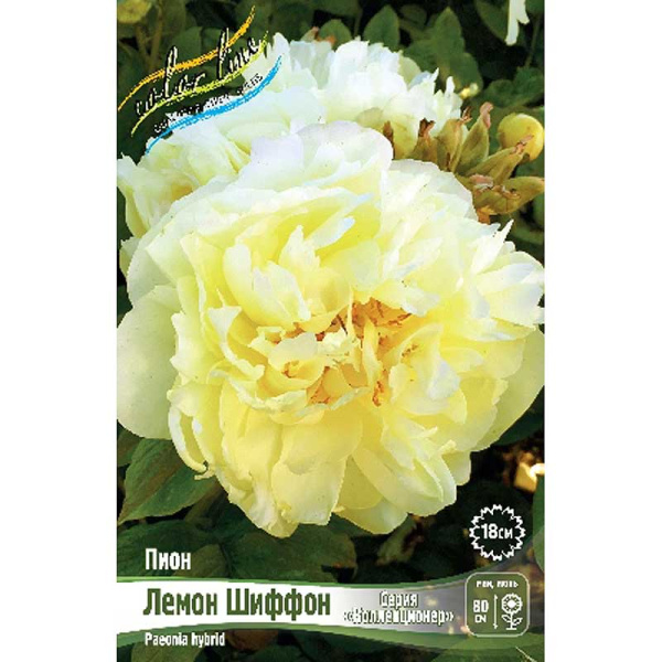 Пион Лемон Шиффон 2/3 n 1 шт 