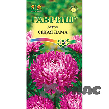 Астра Седая дама Гавриш Ц 