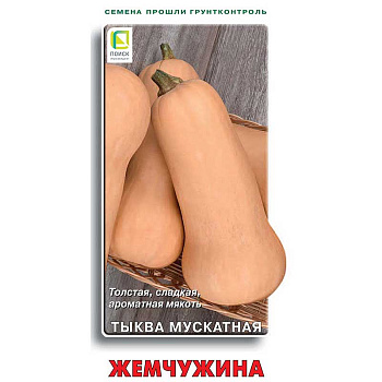 Тыква Жемчужина мускатная Поиск Ц