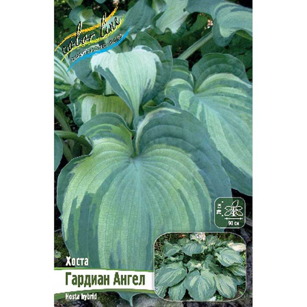 Хоста Гардиан Ангел 1 n 25 шт Биг-пак 7895
