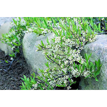 Слива Приземистая C1.5