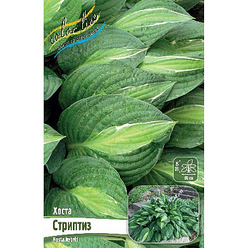 Хоста Стриптиз 1 n 1 шт 