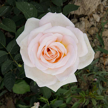 Роза чайно-гибридная Мадам Анизетт Садовита