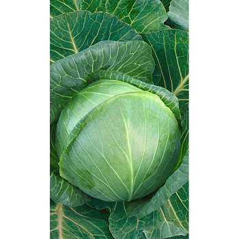 Капуста Циклоп белокочанная F1 10 шт Sakata/Садовита Ц