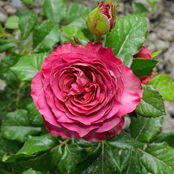 Роза Чайно-гибридная Сингл Малт Садовита