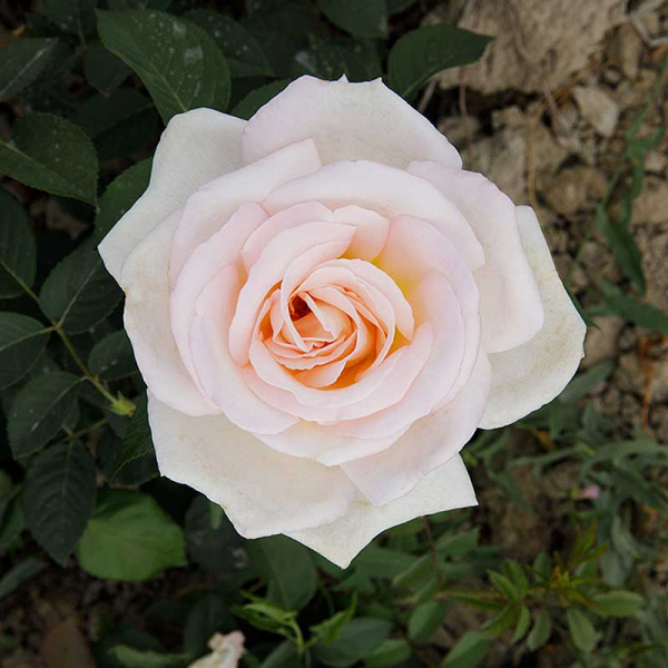 Роза чайно-гибридная Мадам Анизетт Садовита