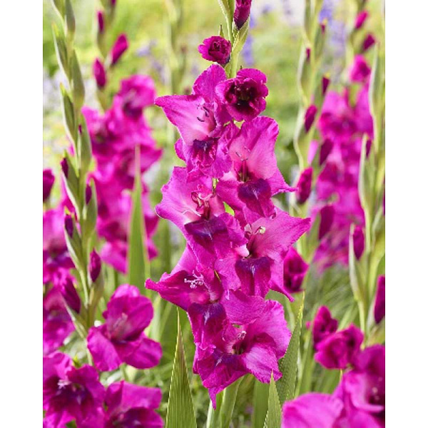 Гладиолус Мистик Маджента 10/12 3 Эконом шт 