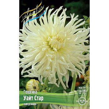 Георгина Уайт Стар I 1 шт