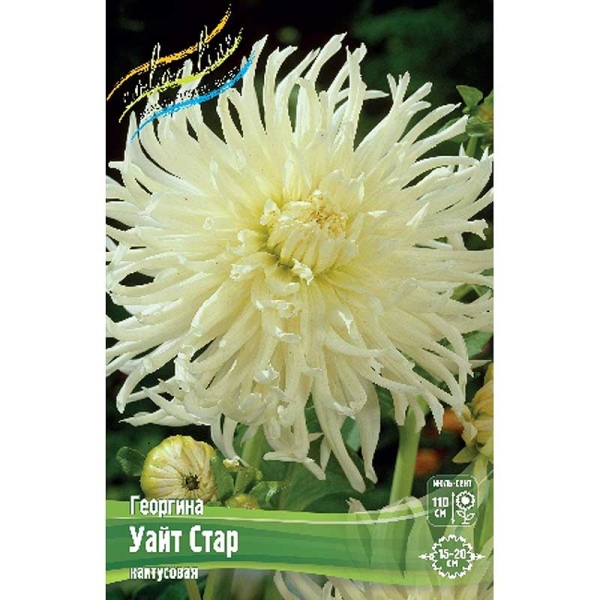 Георгина Уайт Стар I 1 шт