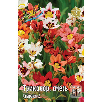 Спараксис Триколор, Смесь 5/+ 200 шт Шоу-бокс 9220