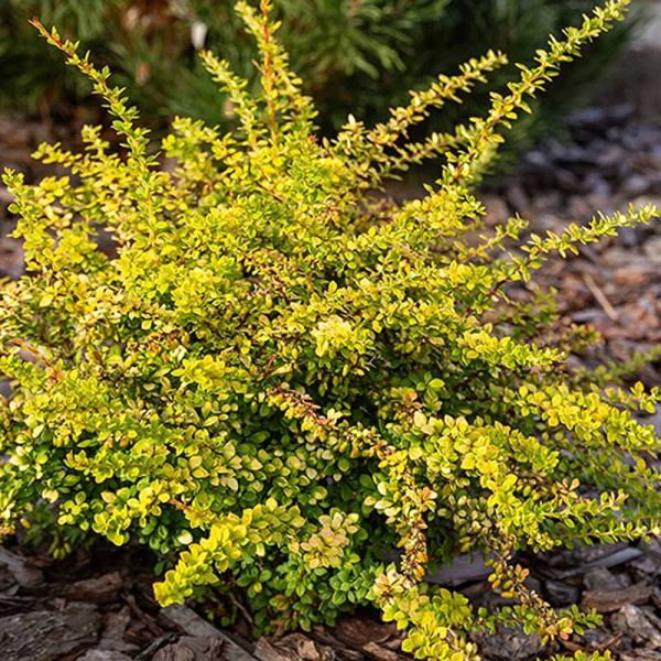 Барбарис Тунберга Сенсейшн P9 Садовита