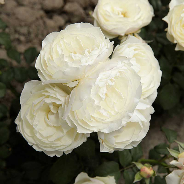 Роза шраб Артемис Садовита