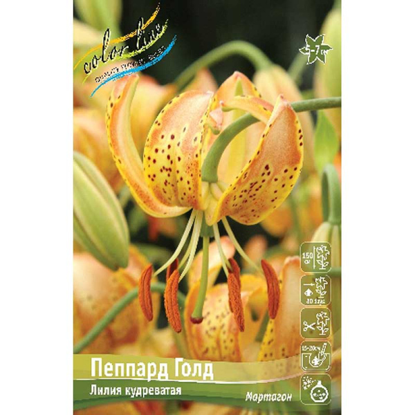 Лилия Пеппард Голд 14/16 2 шт 