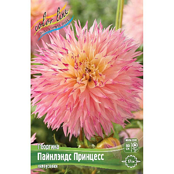 Георгина Пайнлэндс Принцесс I 1 шт