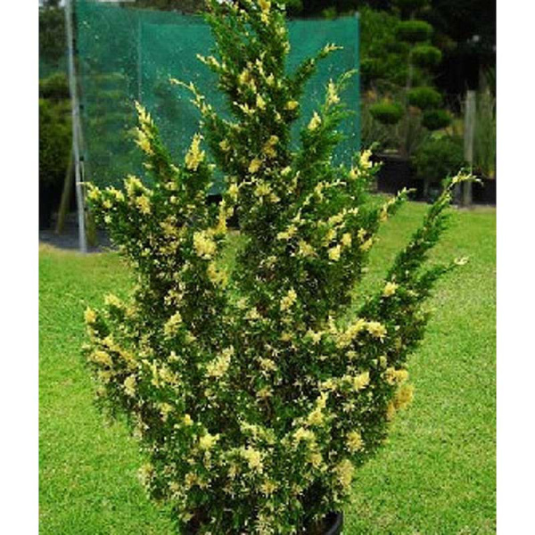 16008 Можжевельник Китайский Вариегата C3 ,шт