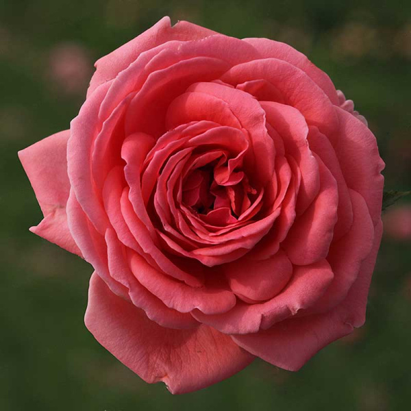 Роза флорибунда Кимоно Садовита