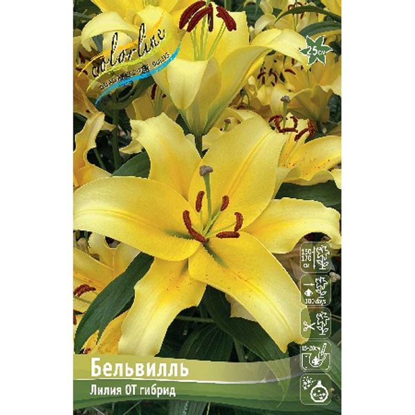 Лилия Бельвилль 12/14 5 шт 