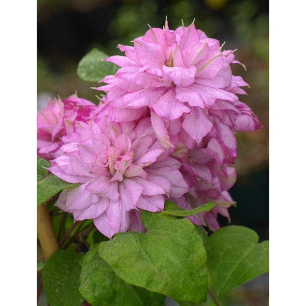 509 Биг-Пак Клематис Инносент Глейнс I 25 шт