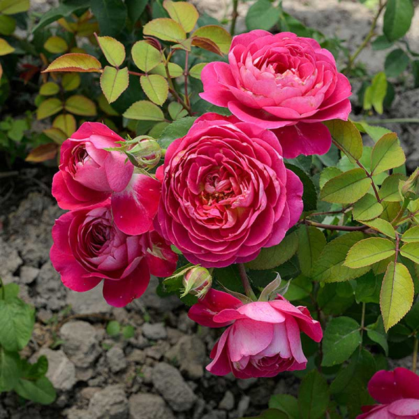 Роза Шраб Сантенер де Лей-ле Садовита