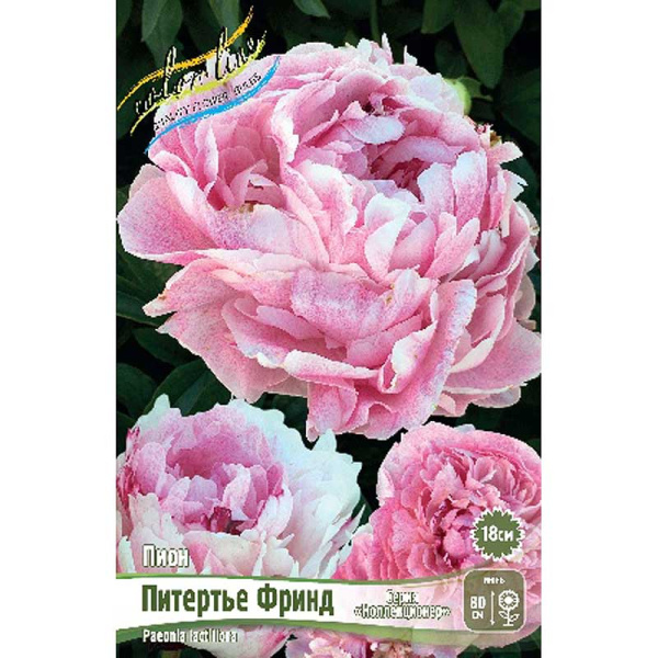 Пион Питертье Фринд 2/3 n 15 шт Биг-Пак 9929