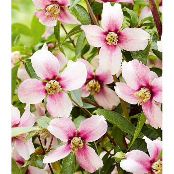 Чубушник Петит Парфюм Пинк P9 шт