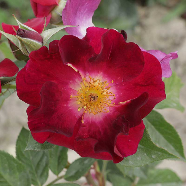 Роза канадская (флорибунда) Бургунди айс Садовита