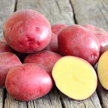 Картофель семенной Ред Скарлетт Элита (цена за 25кг +/-5%) Седек