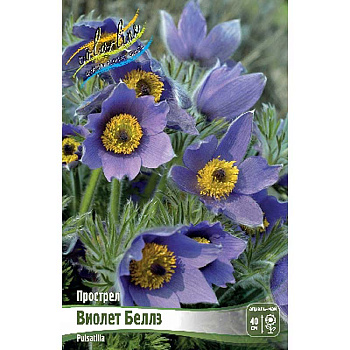 8590 Биг-Пак Прострел Виолет Беллз I 25 шт