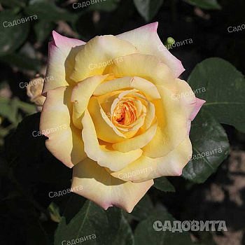 Роза чайно-гибридная Глория Дей Садовита
