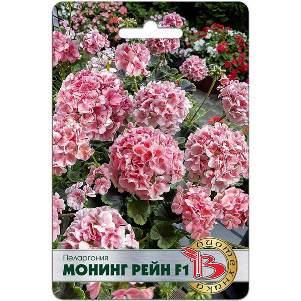 КОМ Пеларгония Монинг Рейн Биотехника Ц 