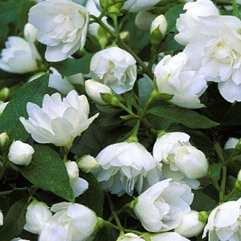 Чубушник Горностаева Мантия P9