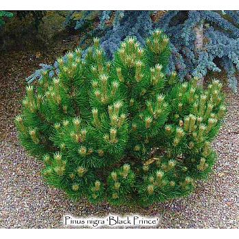 Сосна Черная Блэк Принс C5 25-30cm шт