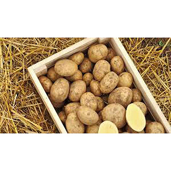 Картофель семенной Гэтсби РС-1 (цена за 25кг+/-5%) Мск