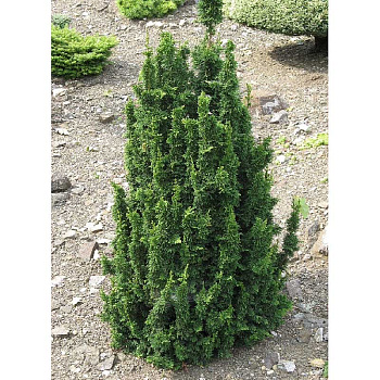 Туя Западная Малониана Голуб C3 25-30cm шт