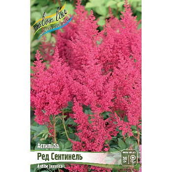 Астильба Ред Сентинель 2/3 n 1 шт