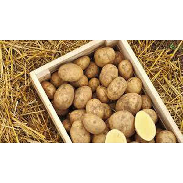 Картофель семенной Гэтсби РС-1 (цена за 25кг+/-5%) Мск