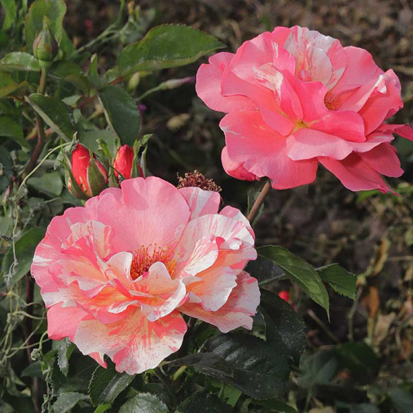 Роза флорибунда Гримальди Садовита