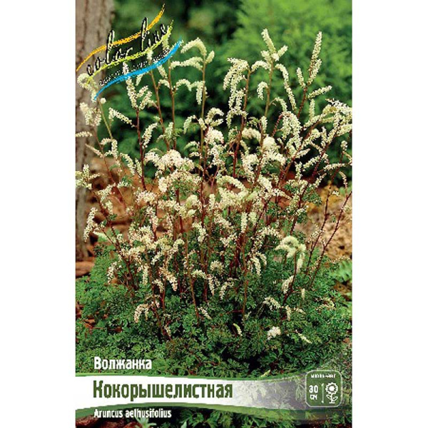 8358 Биг-Пак Волжанка Кокорышелистная I 25 шт