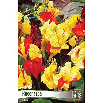 Канна (Коричн) Клеопатра I 1 шт