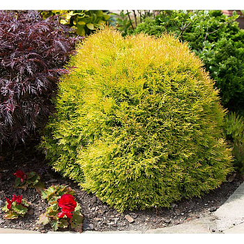 Туя Западная Рейнголд P9