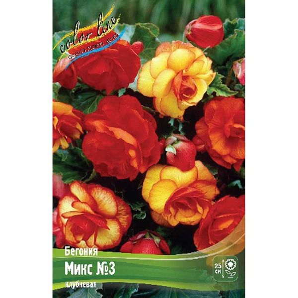 Бегония Микс №3 6/7 20 шт Шоу-Бокс 186 