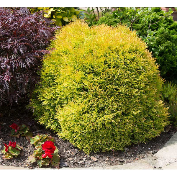 Туя Западная Рейнголд P9