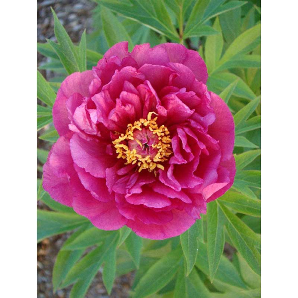 1844 Биг-Пак Пион Ито-Гибрид Garden Candy® Эви Джейн 2/3 n 5 шт