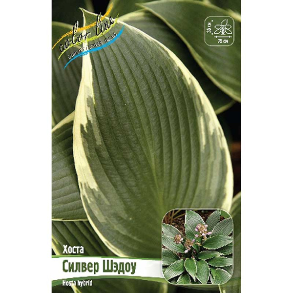 Хоста Силвер Шэдоу 1 n 25 шт Биг-пак 13439