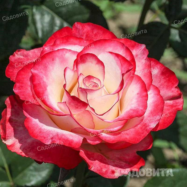 Роза чайно-гибридная Свитнес Садовита