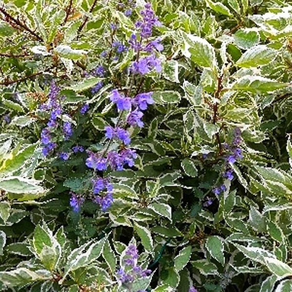 Дёрен Белый Элегантиссима P9